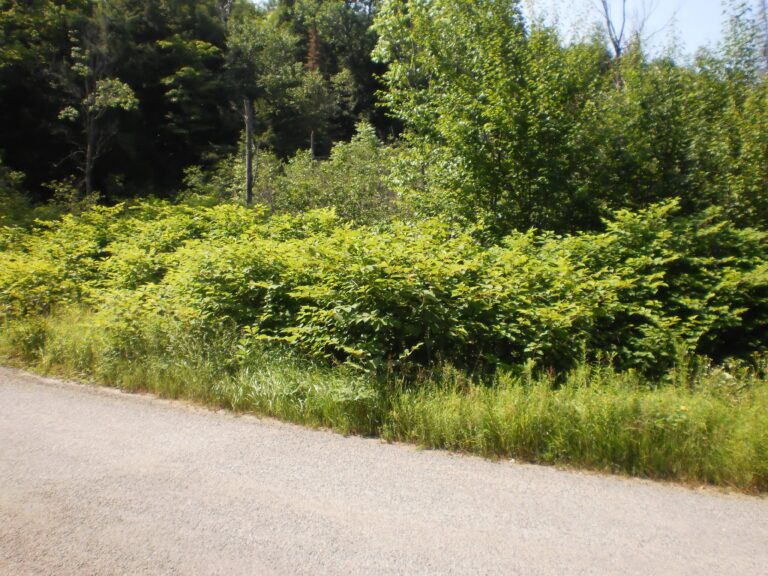 Japanese Knotweed Ontario Invasive Plant Council