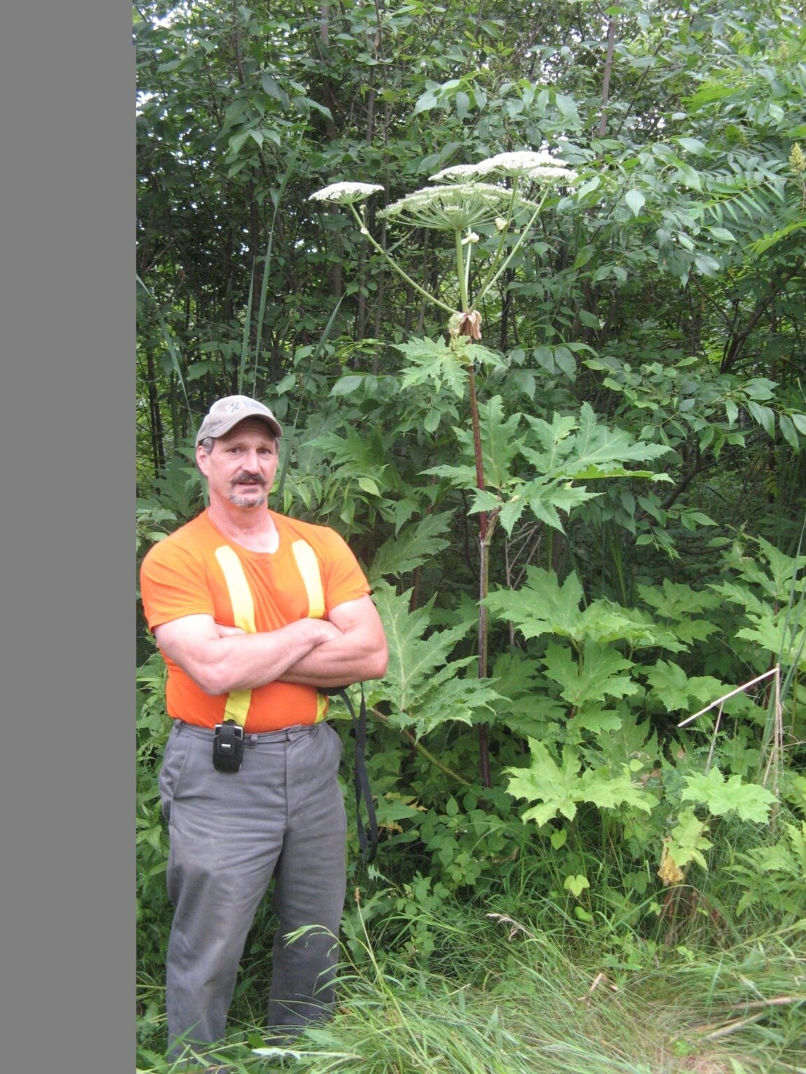 Giant Hogweed Ontario Invasive Plant Council