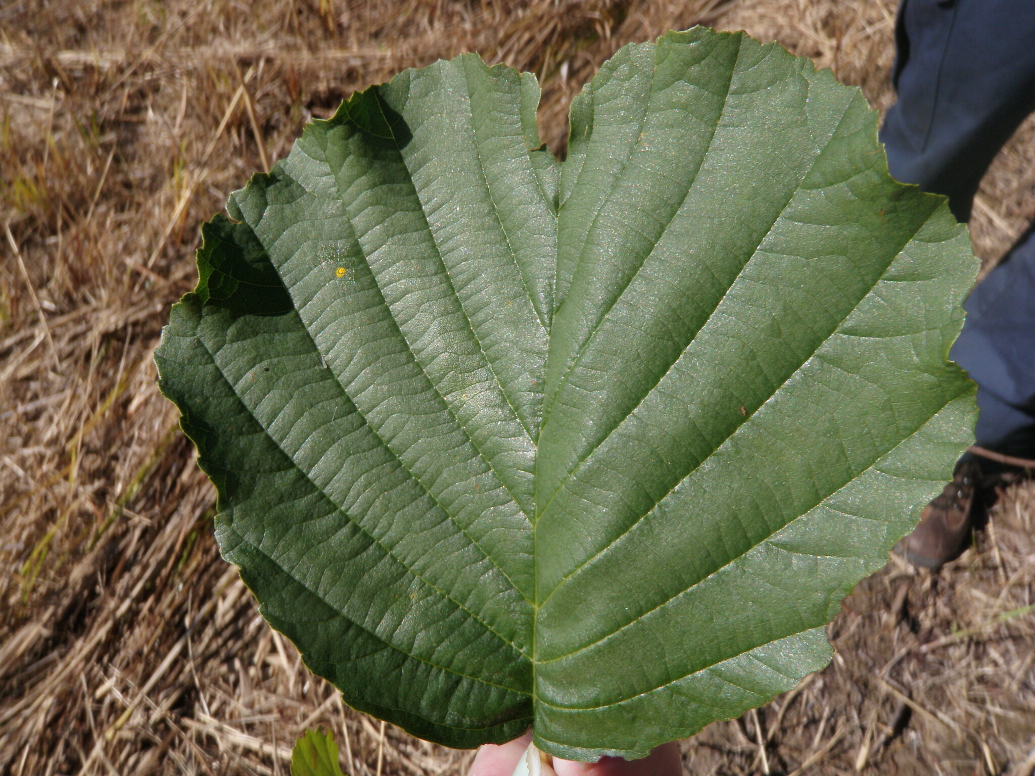 European Black Alder Ontario Invasive Plant Council