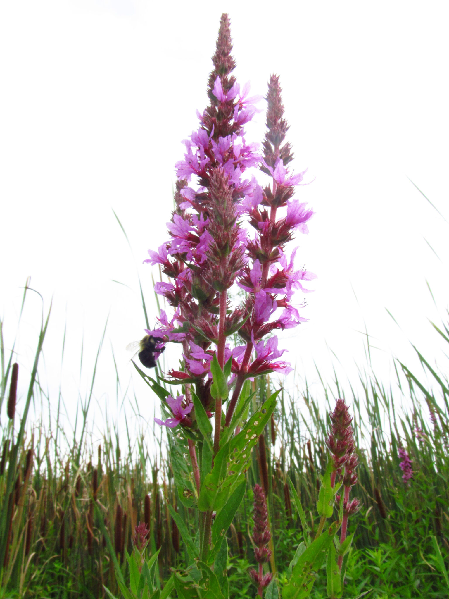 Purple Loosestrife Ontario Invasive Plant Council
