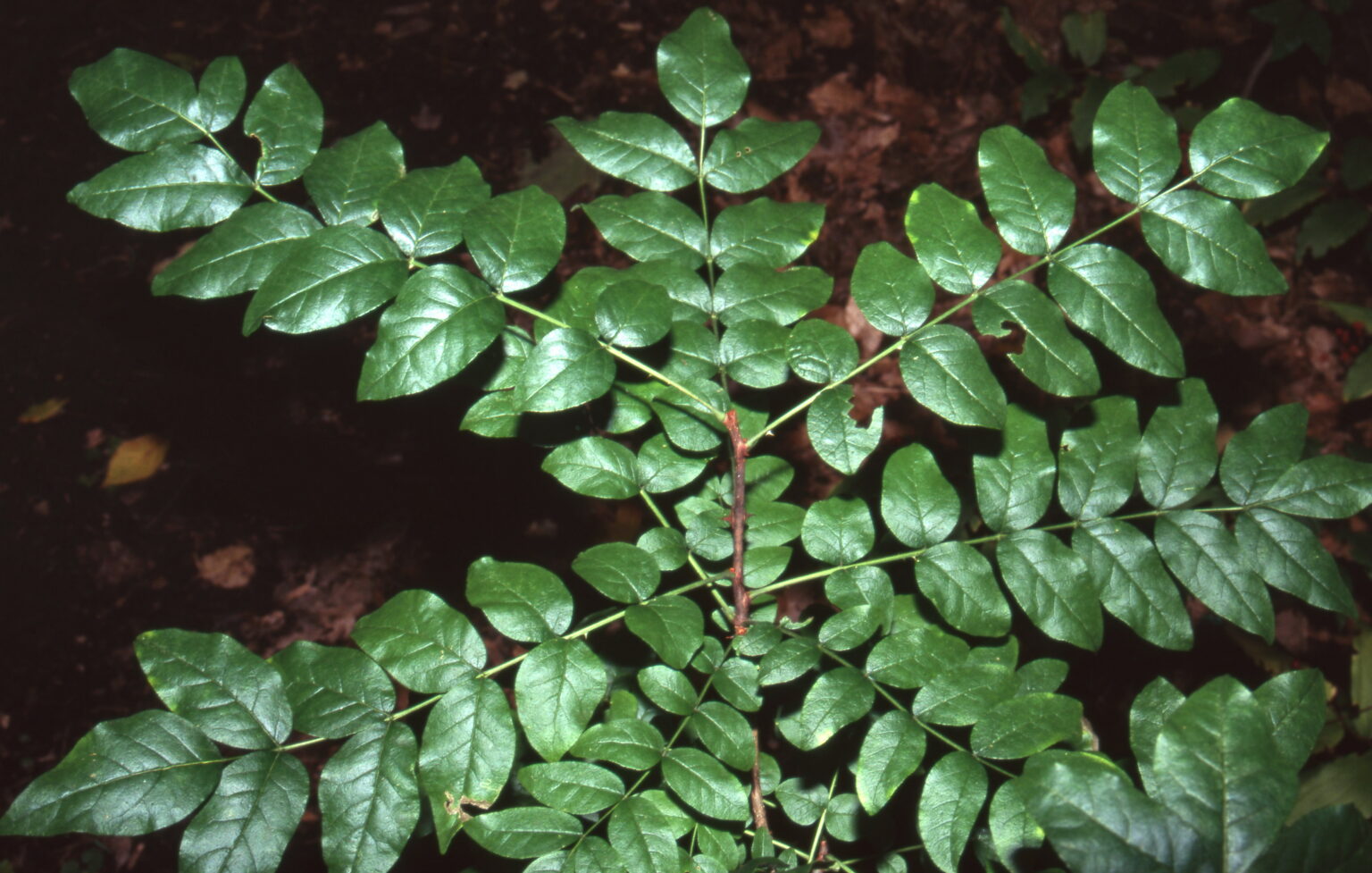 Photo15_Pricklyash_WasylBakowsky Ontario Invasive Plant Council