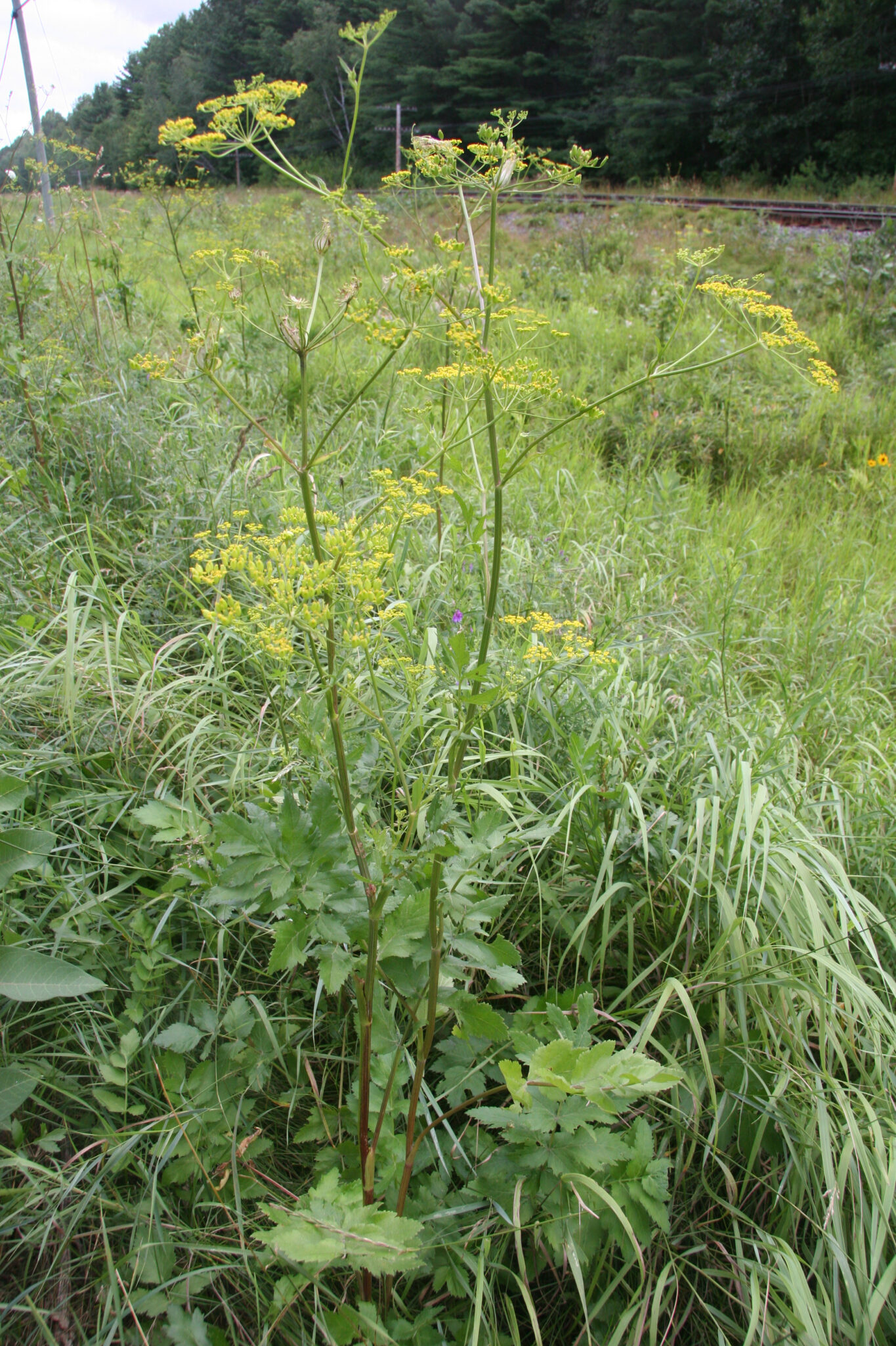 Wild Parsnip Ontario Invasive Plant Council