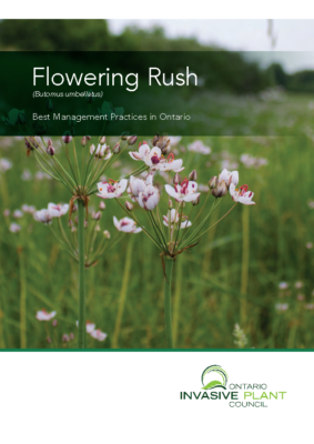 Flowering Rush BMP