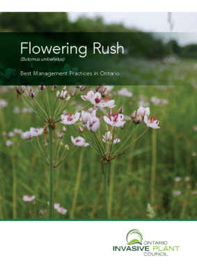 Flowering Rush