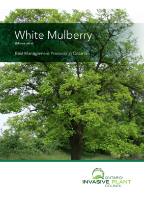 White Mulberry