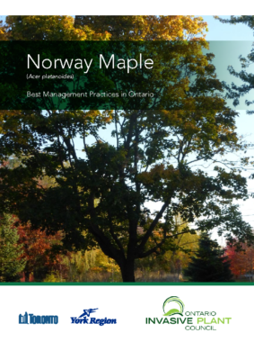 Norway Maple