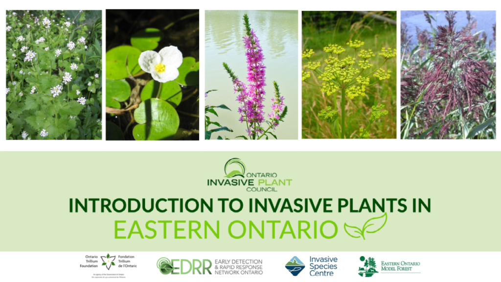 Cover - Ontario Invasive Plant Council