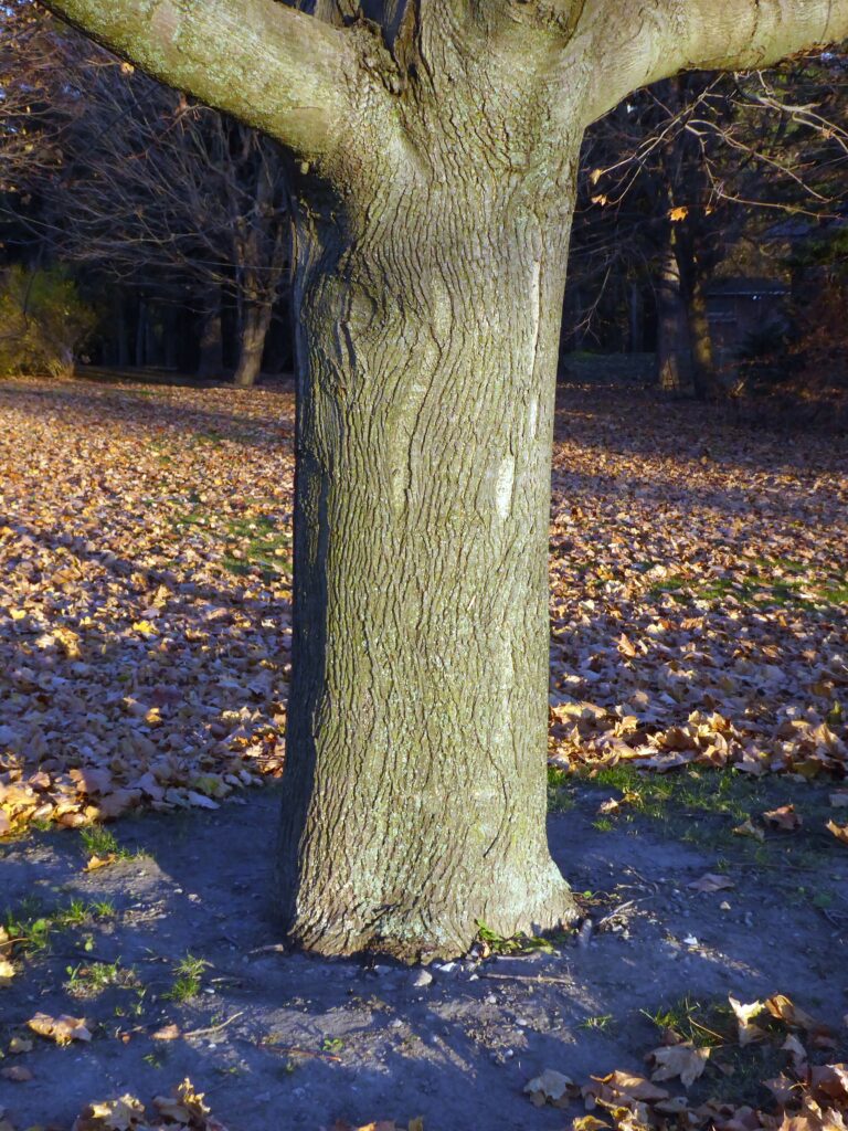 Norway Maple Ontario Invasive Plant Council