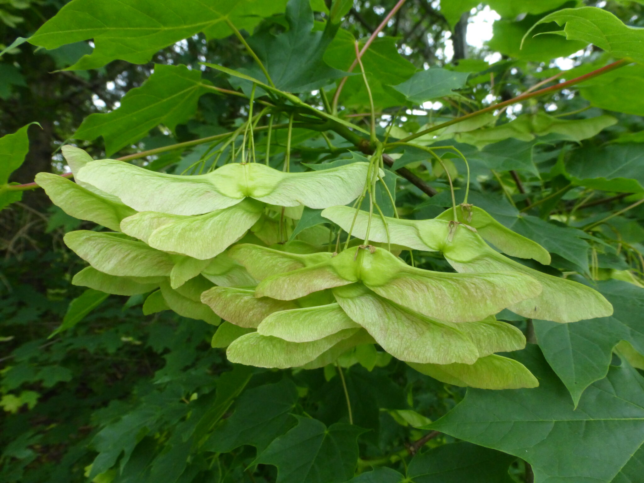 Norway Maple Ontario Invasive Plant Council