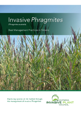 Invasive Phragmites