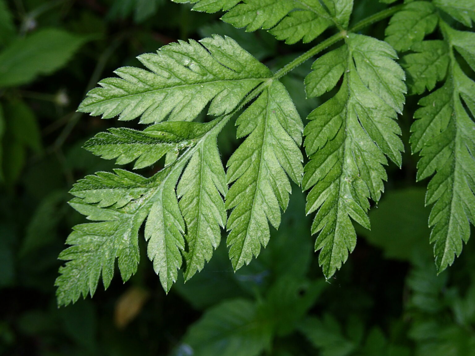 Erect hedgeparsley Ontario Invasive Plant Council