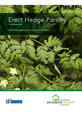 Erect Hedge-parsley
