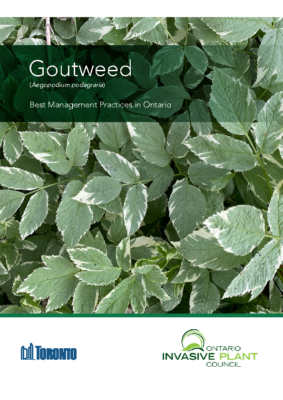 Goutweed