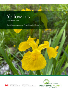 Yellow Iris BMP