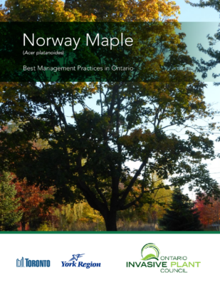 Norway Maple BMP