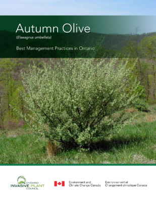 Autumn Olive BMP