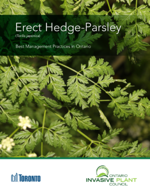 Erect-Hedge Parsley BMP