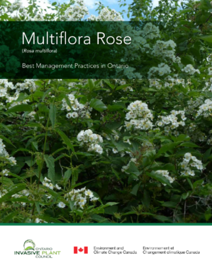 Multiflora Rose BMP