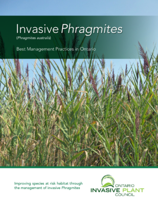 Phragmites BMP