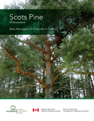 Scots Pine BMP