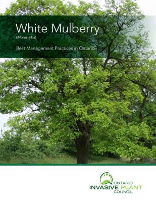 White Mulberry BMP