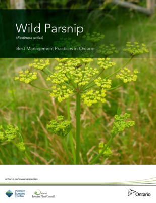 Wild Parsnip BMP