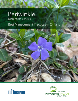 Periwinkle BMP