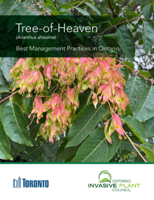 Tree of Heaven BMP