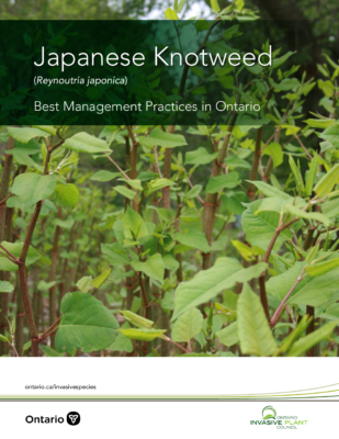 Japanese Knotweed BMP